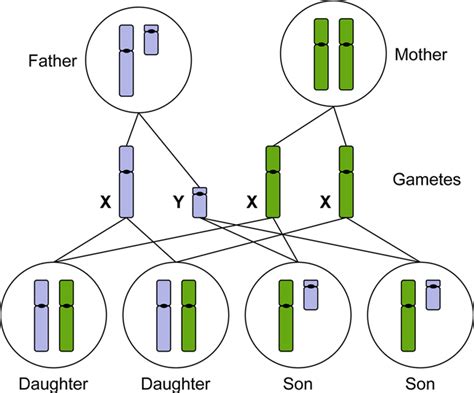 The X And Y Chromosomes Determine Male Or Female Sexual Development
