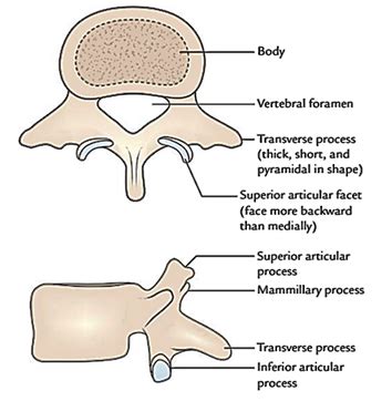 typical  atypical thoracic vertebrae rwanda