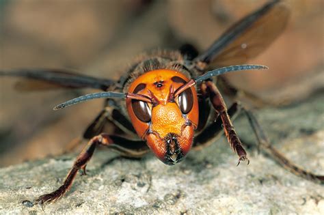 asian giant hornet size sting nest  information