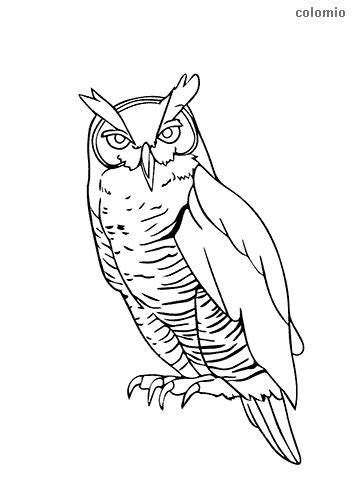 owls coloring pages  printable owl coloring sheets
