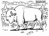 Bison Coloring Pages Animals Buffalo Realistic Grassland Kids Printable Animal Farm Water Prairie Print Color Clipart Extinct Getcolorings Real Skyline sketch template