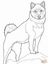 Shiba Inu Akita Supercoloring Husky Tiere Chien Ausmalbilder Colorare Designlooter Animales sketch template