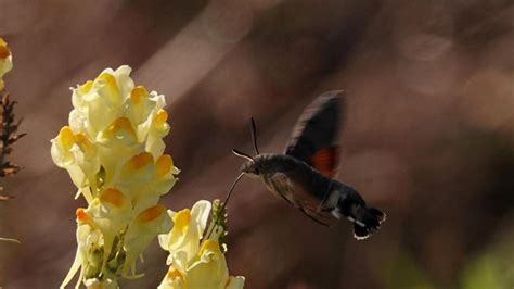 hummingbird hawk moth markeisingbirding