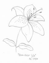 Lilies Lilly Lapiz Gazer sketch template
