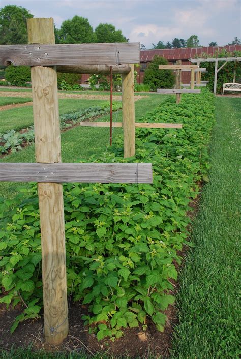 Everbearer Raspberries Harvest from July To Frost | What
