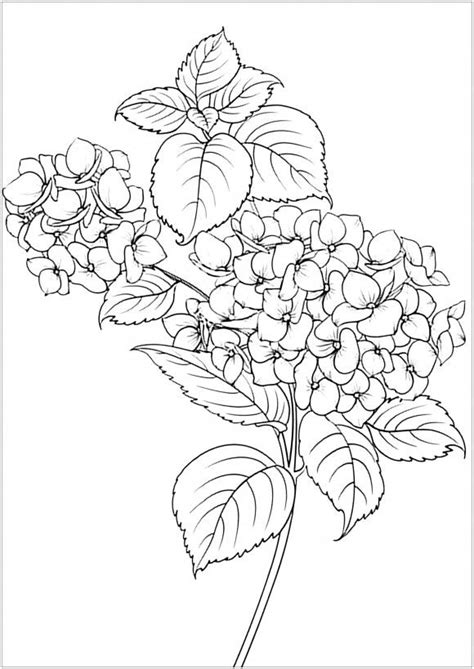 flower coloring pages  adults printable flower coloring pages