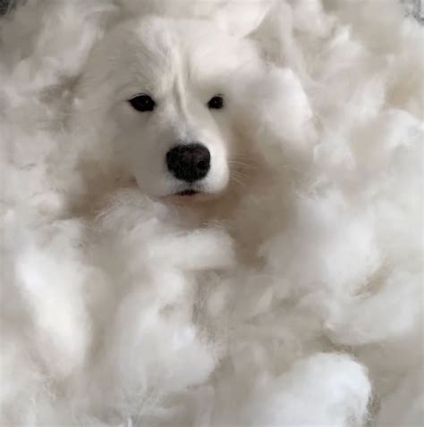 fluffy dog accumulates  mountain  fur   brushed