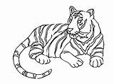 Tigre Tigres Coloriages Justcolor Preschool Coloringbay Shopkins Realistic Visualartideas sketch template