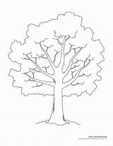 Tree Template Printable Drawing Templates Leaves Kids Outline Pdf Branches Stencil Printables Palm Leafless Trees Large Clipart Cut Cliparts Clip sketch template