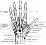 Hand Anatomy Left Human Bones Muscles Diagram Tendons Ligaments Muscle System Bone Structure Etc Tendon Muscular Wrist Clipart Drawing Usf sketch template