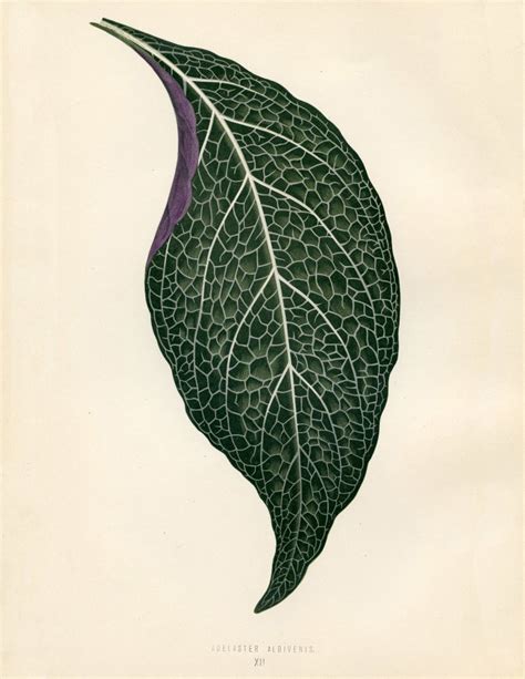printable tropical leaf image  graphics fairy