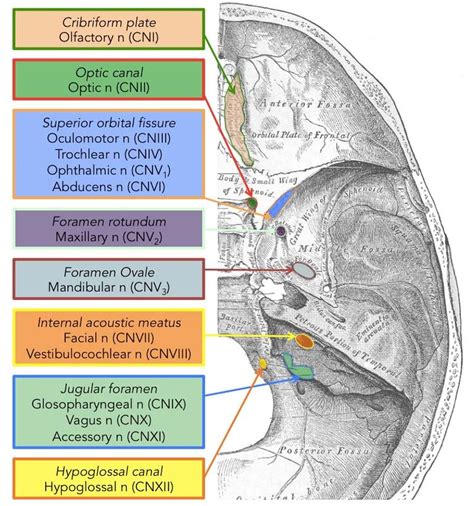 cranial nerve  ideas  pinterest cranial nerve  cranial
