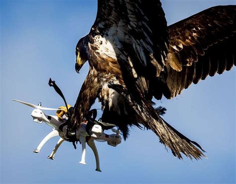 eagle catching  drone drone drones droneracing eagle eagles thegizmocrazed