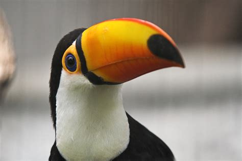 toucan simple english wikipedia   encyclopedia