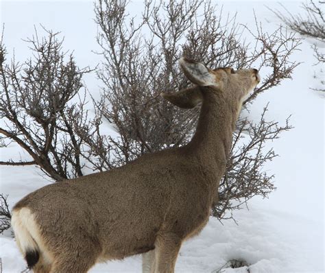 phillips winter kills idaho mule deer fawns   highest rate