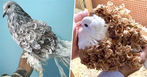 curly frillback pigeons put expensive salon perms  shame  words