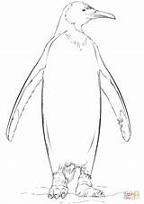 Coloring King Penguin Pages Pinguin Drawing sketch template