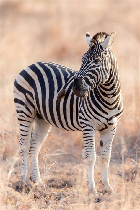 das zebra bild kaufen verkaufen