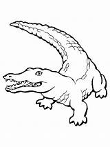Baby Crocodile Drawing Alligator Coloring Pages Getdrawings sketch template
