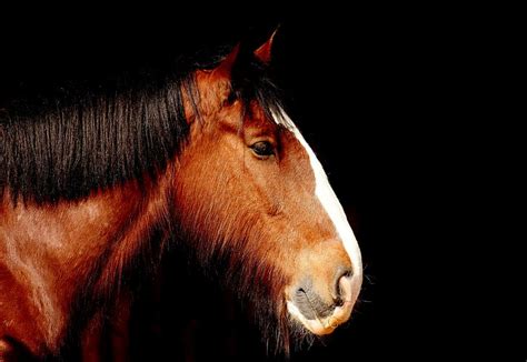 brown black horse painting shire horse horse portrait beautiful animal piqsels