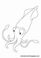 Squid Coloring Template Pages Printable sketch template