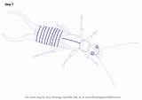 Earwig Draw Drawing Step Insects Shown Details Some Add Tutorials sketch template