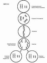 Meiosis Mitosis Teacherspayteachers Maternal Chromosome Pencils sketch template