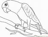 Parrots Parrot Birds sketch template