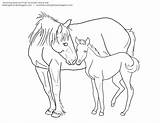 Foal Horse Coloring Pages Clipart Mustang Mare Lineart Getcolorings Printable Getdrawings Drawing Webstockreview sketch template