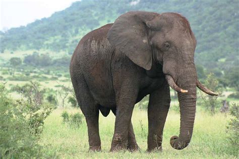 African Elephant Facts Profile Traits Habitat Tusk Behavior