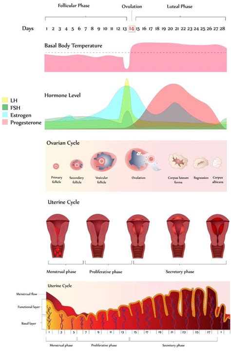 el ciclo menstrual en todas sus fases embarazo y fertilidad