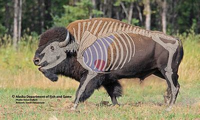 illlustration  bison skeleton bison bison pictures metal horse