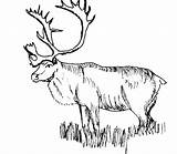 Coloring Hunting Pages Turkey Dog Coon Silhouette Pheasant Bow Elk Getcolorings Getdrawings Colorings sketch template