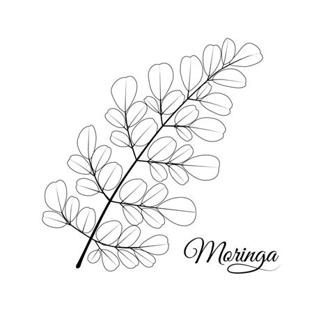 moringa leaf  moringa oleifera sketch isolated  white background