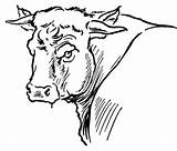 Bull Coloring Pages Red Dibujos Color Para Logo Portait Drawing Infantiles Supercoloring Colorear Toros Cattle Imprimir Version Tablero Seleccionar sketch template