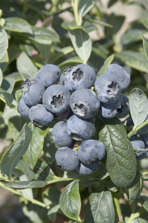 blues legends the best tasting blueberries to grow espoma