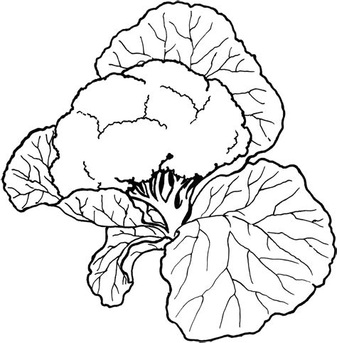 coloring pages  cauliflower coloring pages