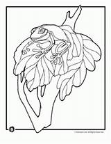 Rainforest Animals Coloring Pages Frog Animal sketch template