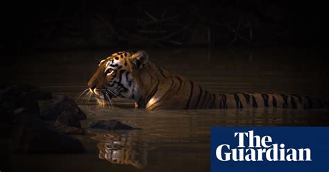 World Nature Photography Awards In Pictures Art And Design The