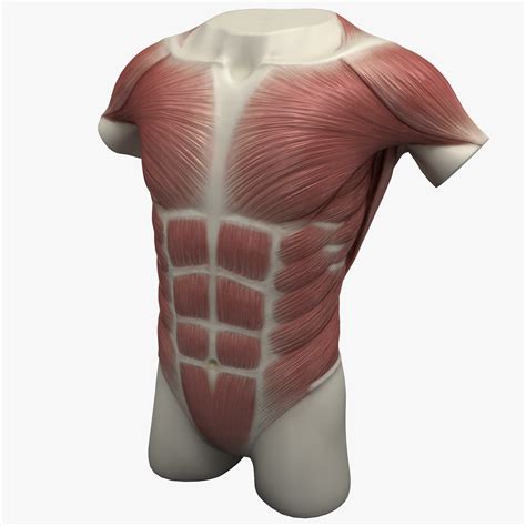 torso muscles ds