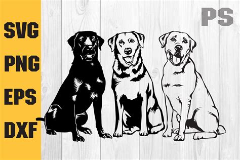 labrador svg dog svg cricut graphic  ilukkystore creative fabrica