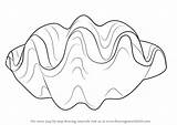 Clam Giant Drawing Draw Mollusks Step Getdrawings Tutorials sketch template
