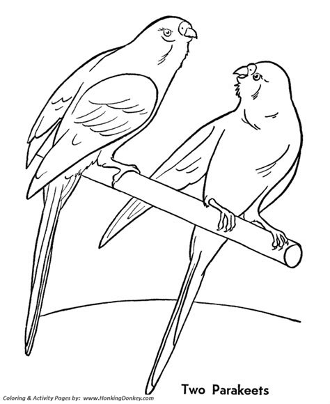 pet bird coloring pages  pet parakeet birds coloring pages