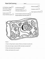 Cell Plant Coloring Animal Studylib Worksheet Analogy Project Worksheets Excel Db sketch template