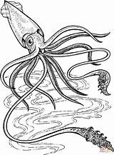 Squid Giant Coloring Pages Deep Printable Colossal Drawing Ocean Supercoloring Calmar 5e кальмар Sea Kraken Dessin Print Creature Animal Silhouettes sketch template