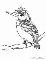 Coloring Birds Pages Woodpecker Oiseau Bird Kingfisher Dessin Color Print Mouche Hellokids Getcolorings Choose Board Online Kids sketch template
