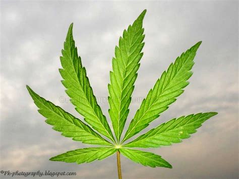 marijuana leaf nature cultural  travel photography blog