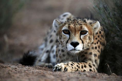 gulf arabs demand  cheetahs  pets fuels  extinction