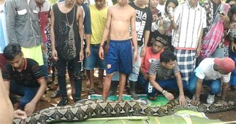 indonesian woman swallowed by a python chicago tribune
