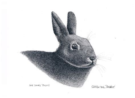 eastern cottontail rabbit drawing  lee pantas